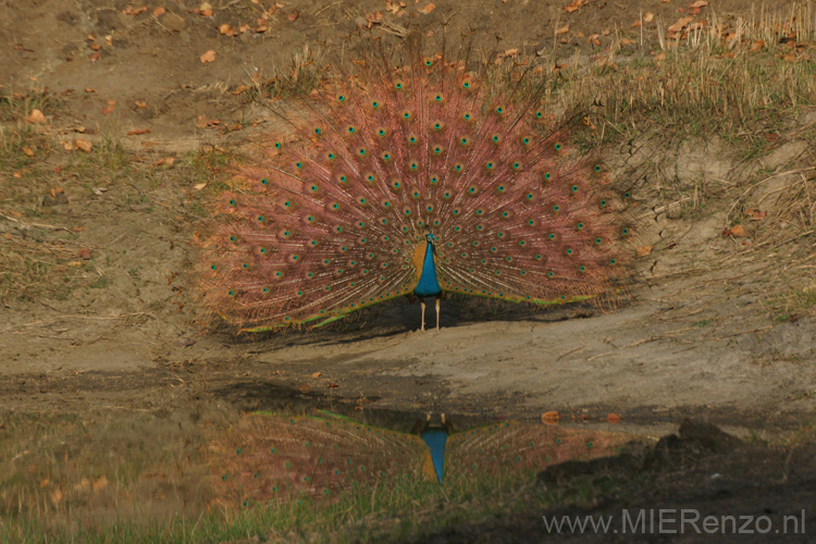 20130312074052 Mier - Kanha NP