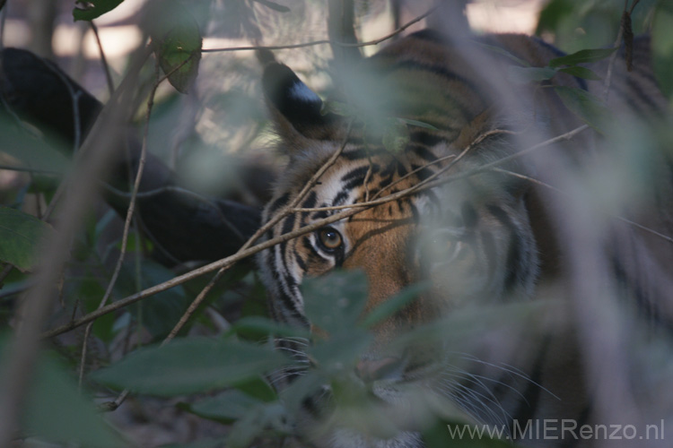 20130312075235 Mier - Kanha NP Vlak naast de auto