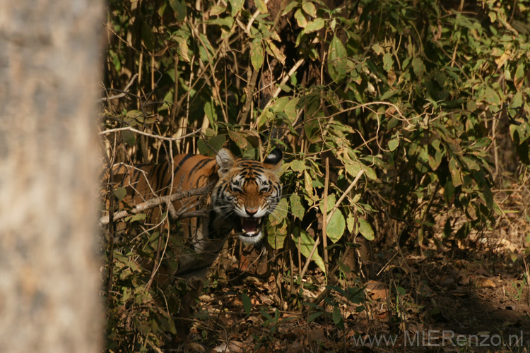 20130312084729 Mier - Kanha NP