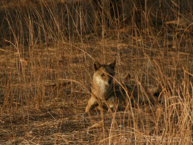 20130319181020 Mier - Sasan Gir NP