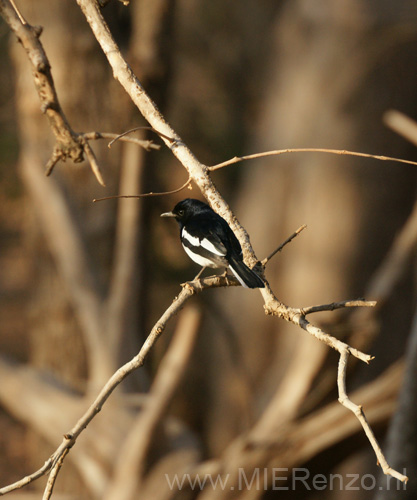 20130320074333 Mier - Sasan Gir NP