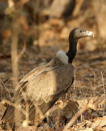 20130320075503 Mier - Sasan Gir NP