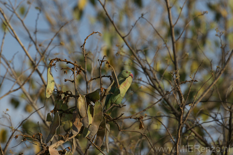 20130320080940 Mier - Sasan Gir NP