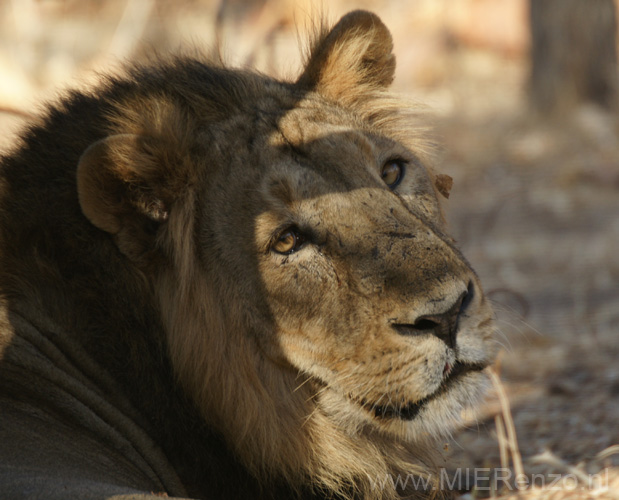 20130320084201 Mier - Sasan Gir NP