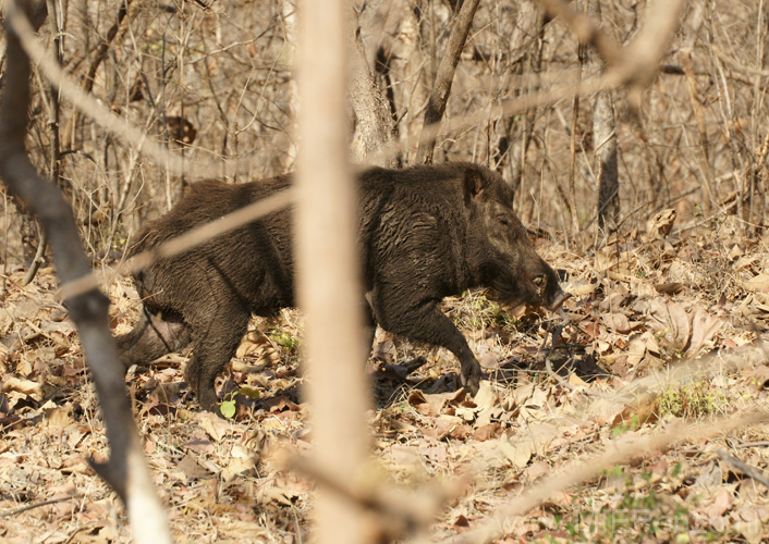 20130320091246 Mier - Sasan Gir NP