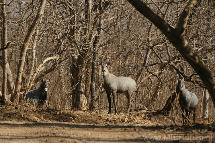 20130320091626 Mier - Sasan Gir NP