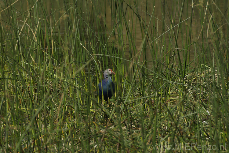 20130320102226 Mier - Sasan Gir NP