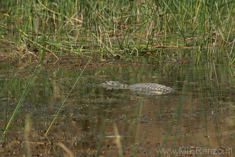 20130320150035 Mier - Sasan Gir NP 