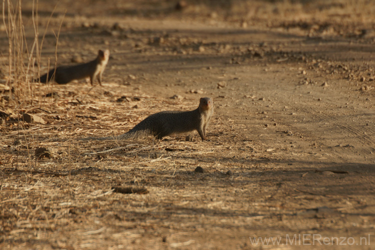 20130320173422 Mier - Sasan Gir NP