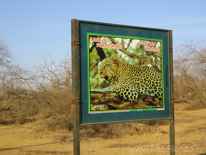 20130320180117 Ma - Sasan Gir NP Luipaard helaas alleen zo gezien