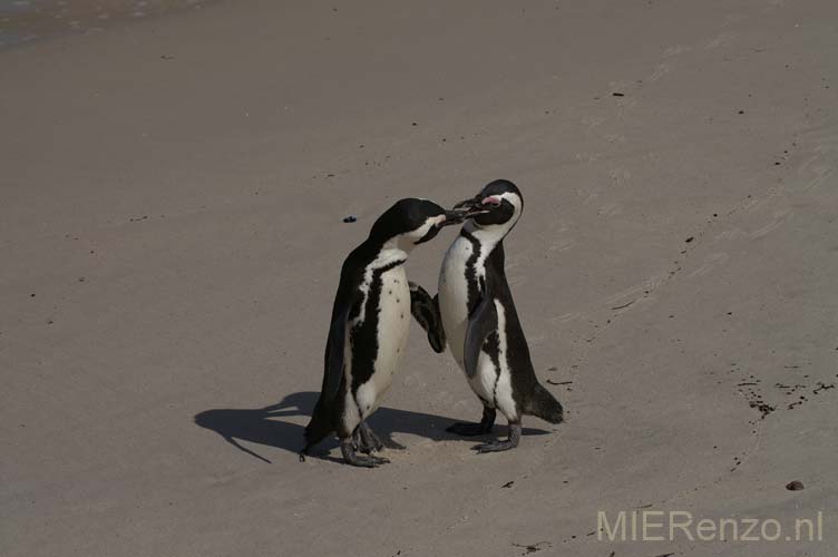 20070925 B (33) Boulders Beach