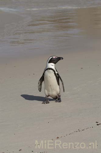 20070925 B (41) Boulders Beach