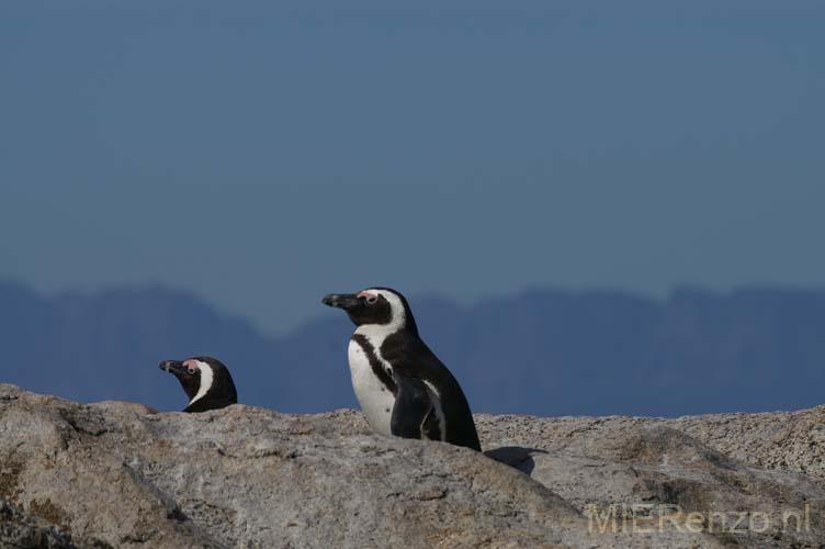 20070925 B (52) Boulders Beach