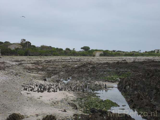 20070927 A (44) Robben Eiland - pinguinkolonie