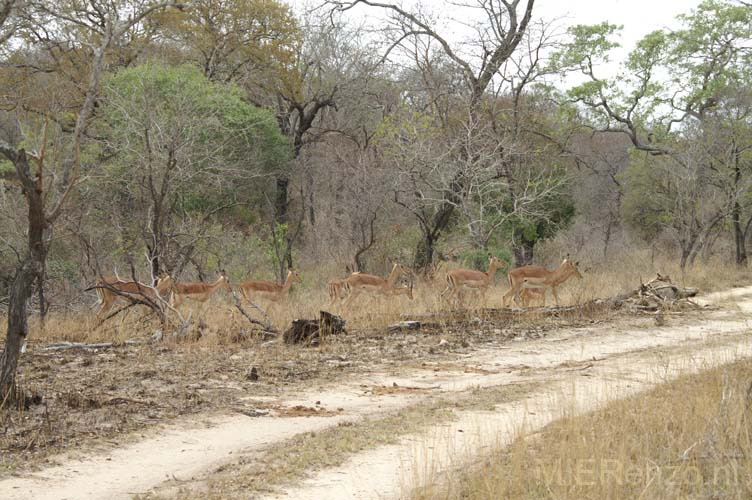 20071002 A (21) Op weg naar Sabi Sand (~Kruger)