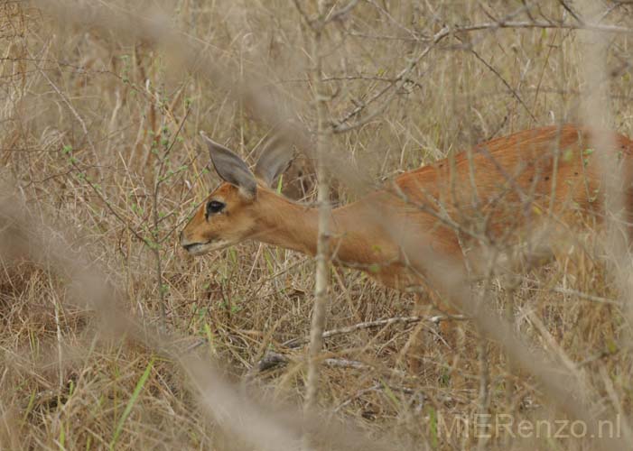 20071003 A (22) Sabi Sand - Safari