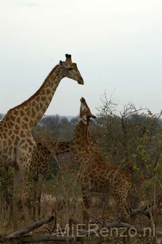 20071003 A (80) Sabi Sand - Safari