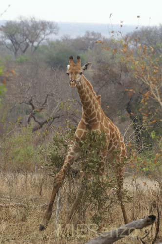 20071003 B (11) Sabi Sand - Safari