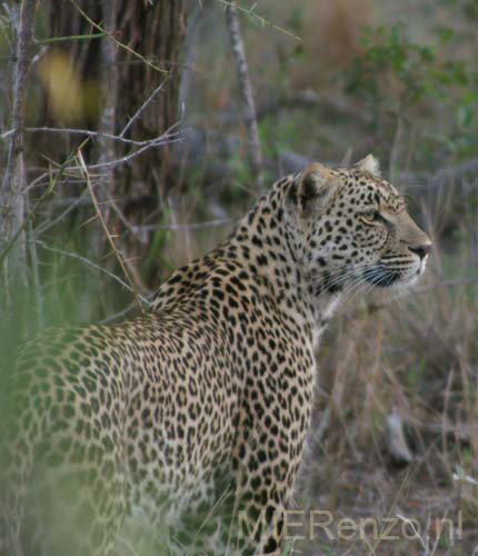 20071003 D (16) Sabi Sand - Safari - en weer een luipaard