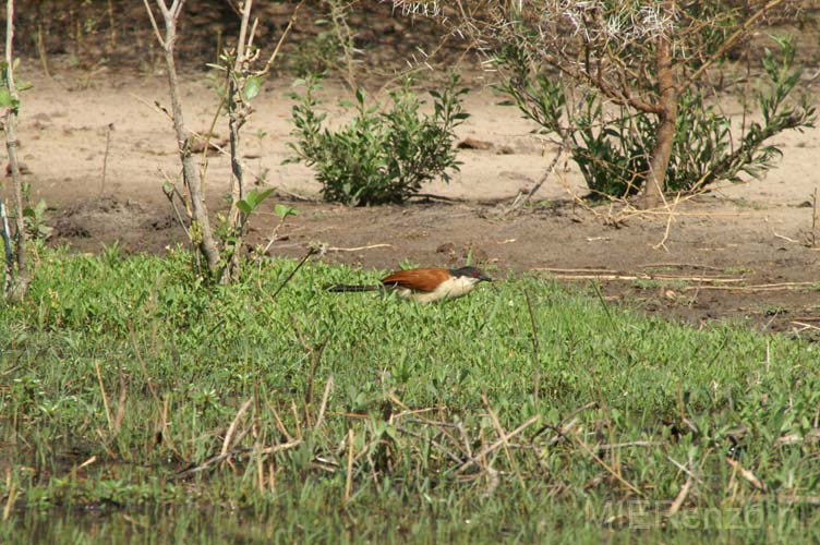 20071007 A (61) Okavango Delta