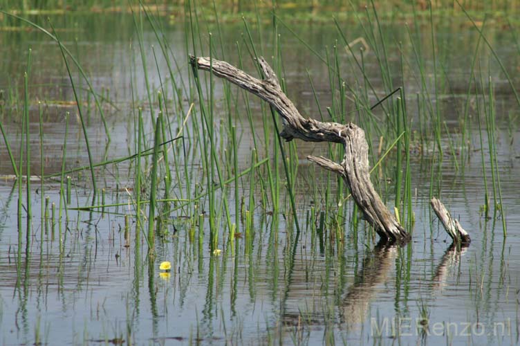 20071007 A (78) Okavango Delta