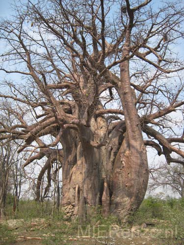 20071008 A (26) Gweta - Planet Baobab