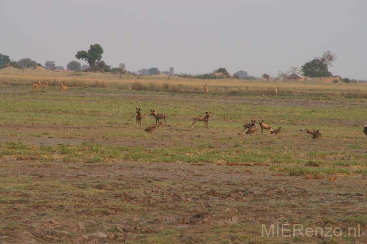 20071010 A (08) Chobe NP - wilde honden