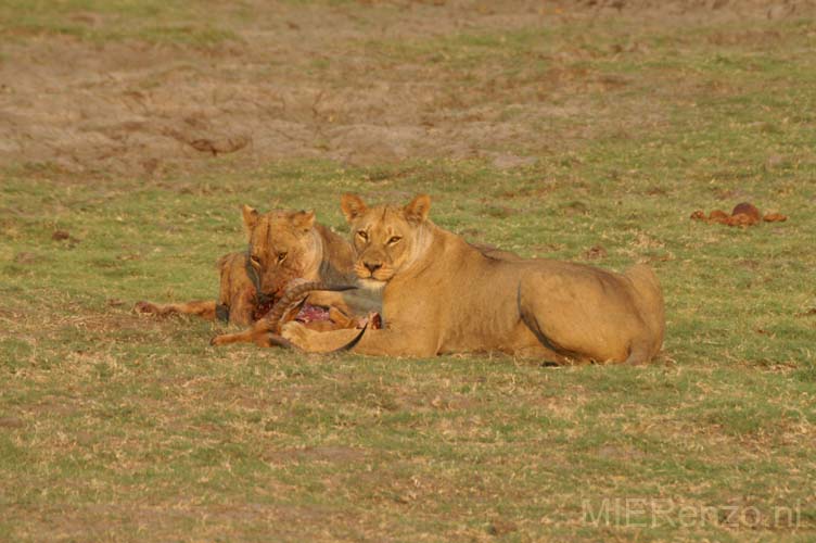 20071010 A (31) Chobe NP