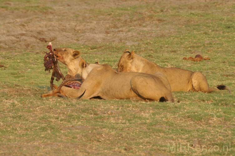 20071010 A (47) Chobe NP