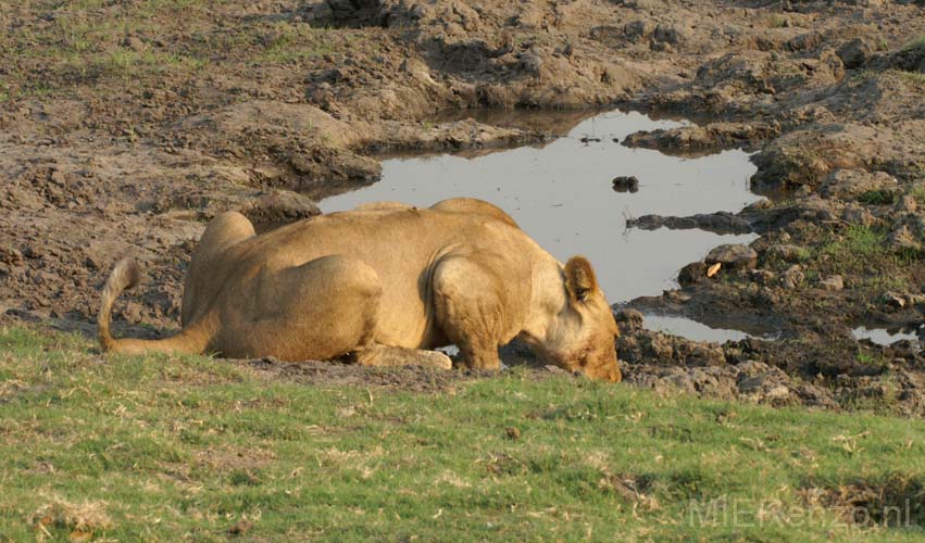 20071010 B (60) Chobe NP