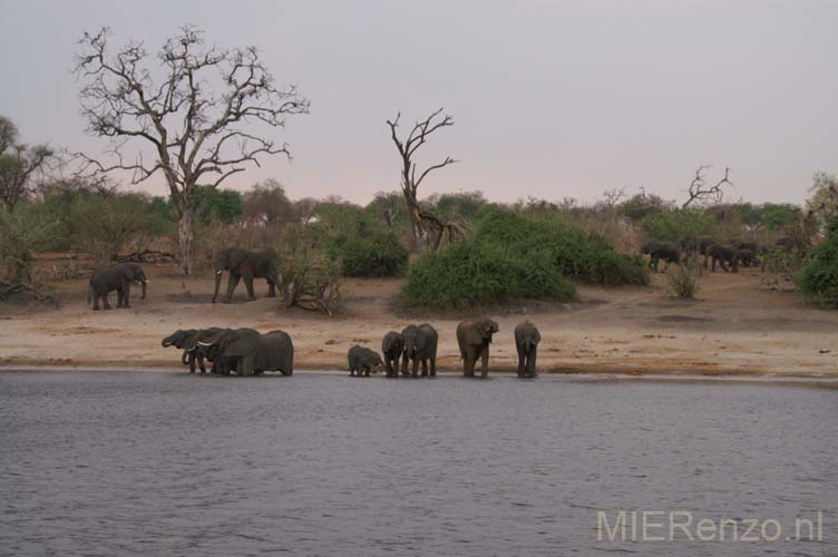 20071010 F (38) Chobe Rivier Sunset Cruise