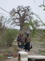 20071006 A (34) Op weg naar Maun - alvast even langs Planet Baobab