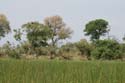 20071007 C (09) Okavango Delta