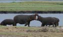 20071011 A (21) Chobe NP