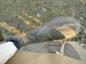 20071012 C (03) Vic Falls - Olifantrijden - Baby loopt onder ons door