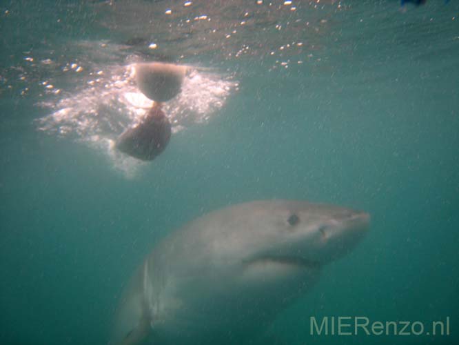 20070924 A (69) Gansbaai - Kooiduiken met witte haaien