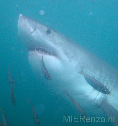 20070924 A (97) Gansbaai - Kooiduiken met witte haaien