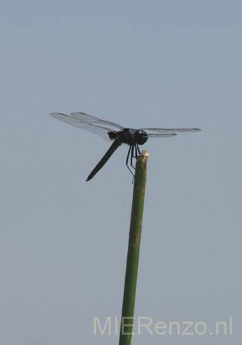 20071007 C (06) Okavango Delta