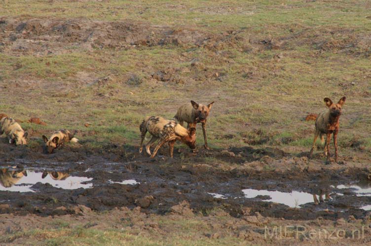 20071010 A (18) Chobe NP - wilde honden