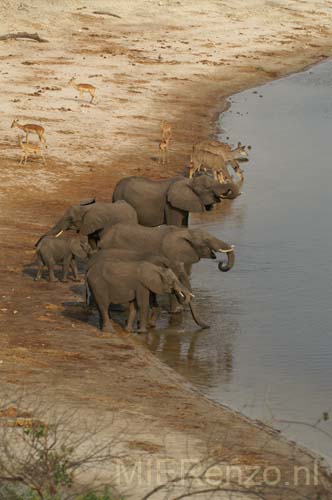 20071010 C (37) Chobe NP