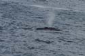 20070923 B (47)  Hermanus - walvis met jong