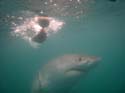 20070924 A (69) Gansbaai - Kooiduiken met witte haaien