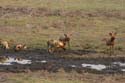 20071010 A (18) Chobe NP - wilde honden