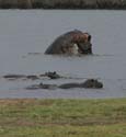 20071011 A (31) Chobe NP