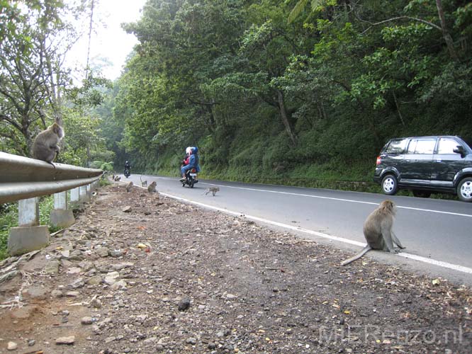 20070427 sunda (08) Bali - Aapjes langs de weg