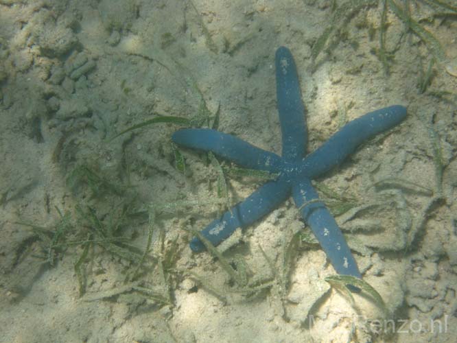 20070503 sunda A (77)     Flores - Riung - Snorkelen