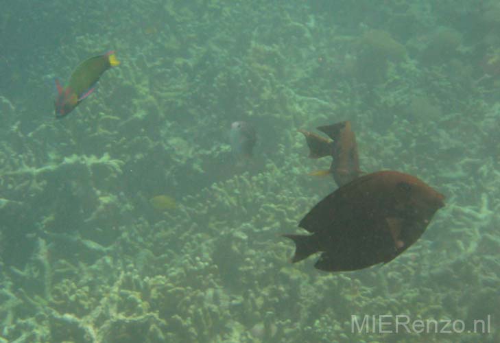 20070503 sunda A (97)     Flores - Riung - Snorkelen