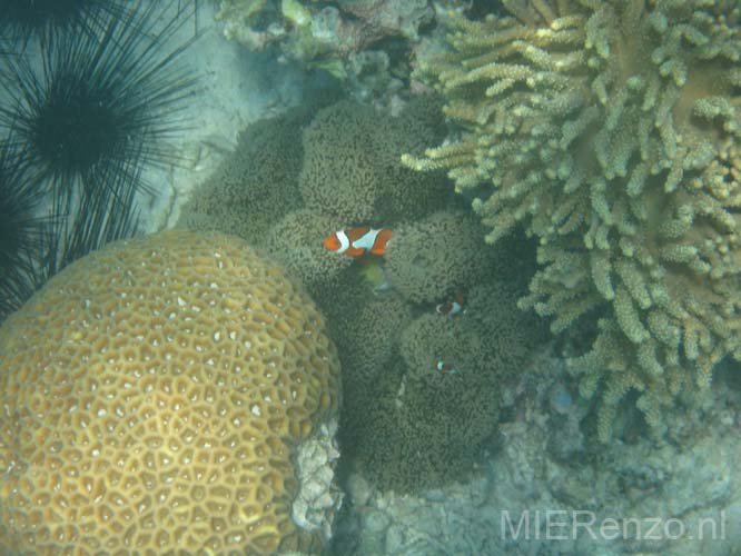 20070503 sunda B (15)     Flores - Riung - Snorkelen