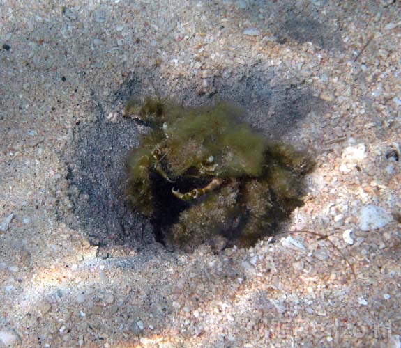 20070512 sunda A (16) Boottocht - paradijselijk strand - begroeide crab