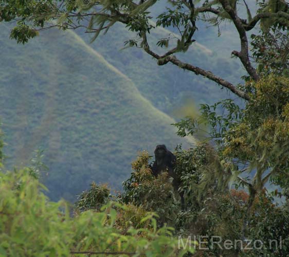 20070514 sunda C (39) Lombok - Dagje rondrijden - zwarte apen